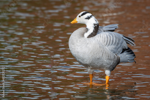 A close up of a bar headed goose, Anser indicus, as it stands in the shallow water of a pool