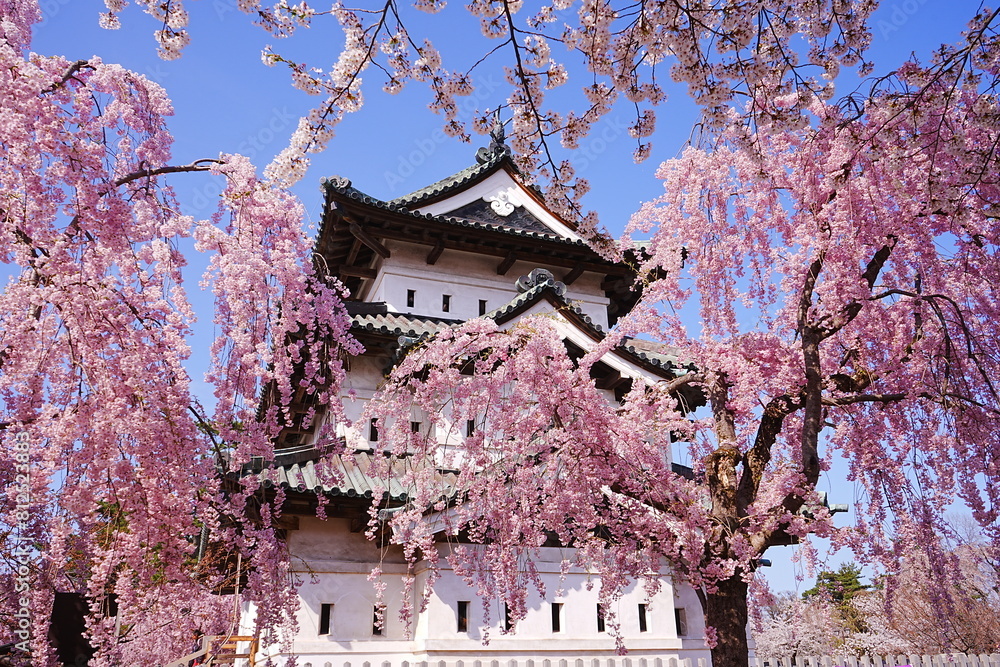 Hirosaki Castle surrounded by Pink Sakura or Cherry Blossom in Aomori, Japan - 日本 青森 弘前城 桜の花