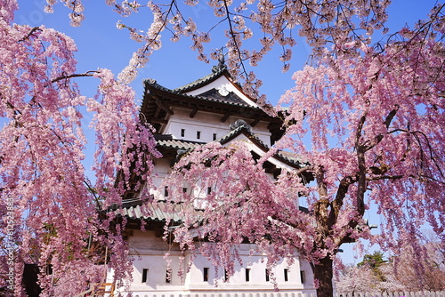 Hirosaki Castle surrounded by Pink Sakura or Cherry Blossom in Aomori, Japan - 日本 青森 弘前城 桜の花	 photo