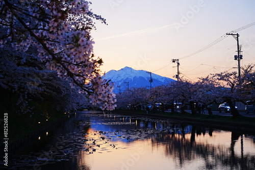 Pink Sakura or Cherry Blossom Tunnel with Mount Iwaki and Moat of Hirosaki Castle at Sunset in Aomori, Japan - 日本 青森 弘前城 外濠 桜のトンネル 岩木山 夕日 photo