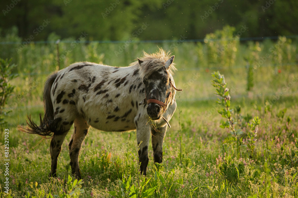 Fototapeta premium lueur