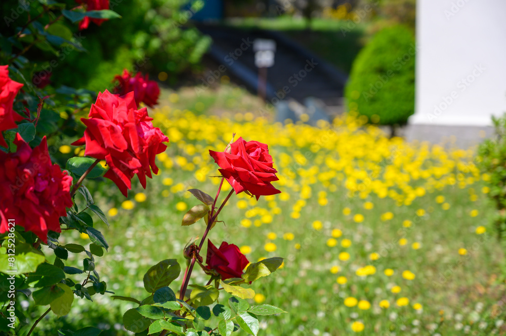 Fototapeta premium 初夏の函館元町