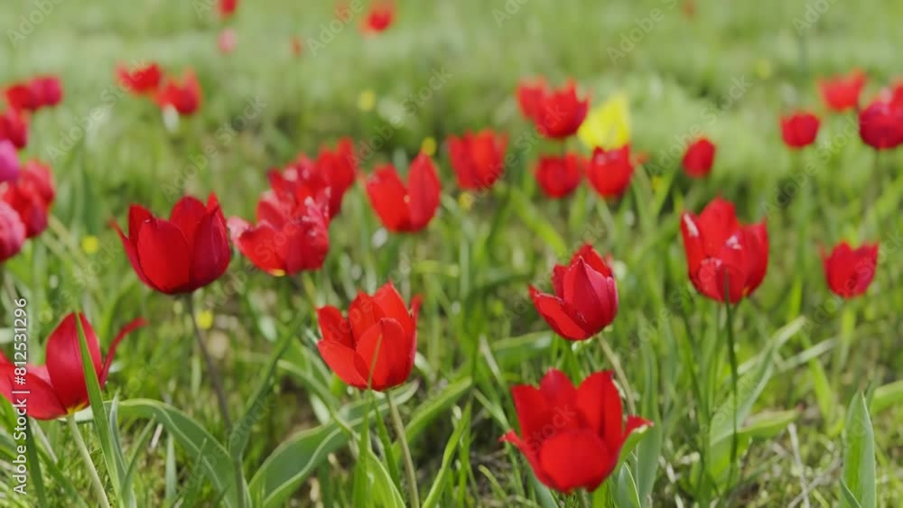Field of radiant red tulips captures the essence of spring. These bright, open flowers stand tall amidst a green grassy background, symbolizing rebirth and new beginnings. Field of radiant red tulips captures the essence of spring. These bright, open flowers stand tall amidst a green grassy background, symbolizing rebirth and new beginnings.