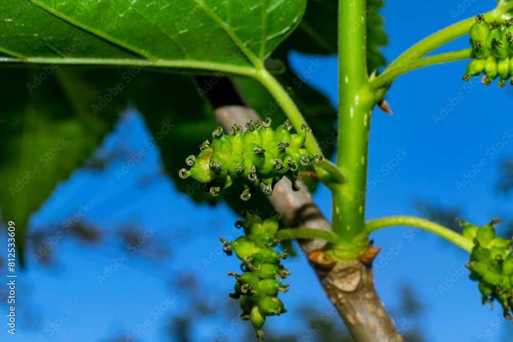 a green spiced mulberry on a tree branch. Fresh mulberries. a green spiced mulberry on a tree branch. Fresh mulberries.