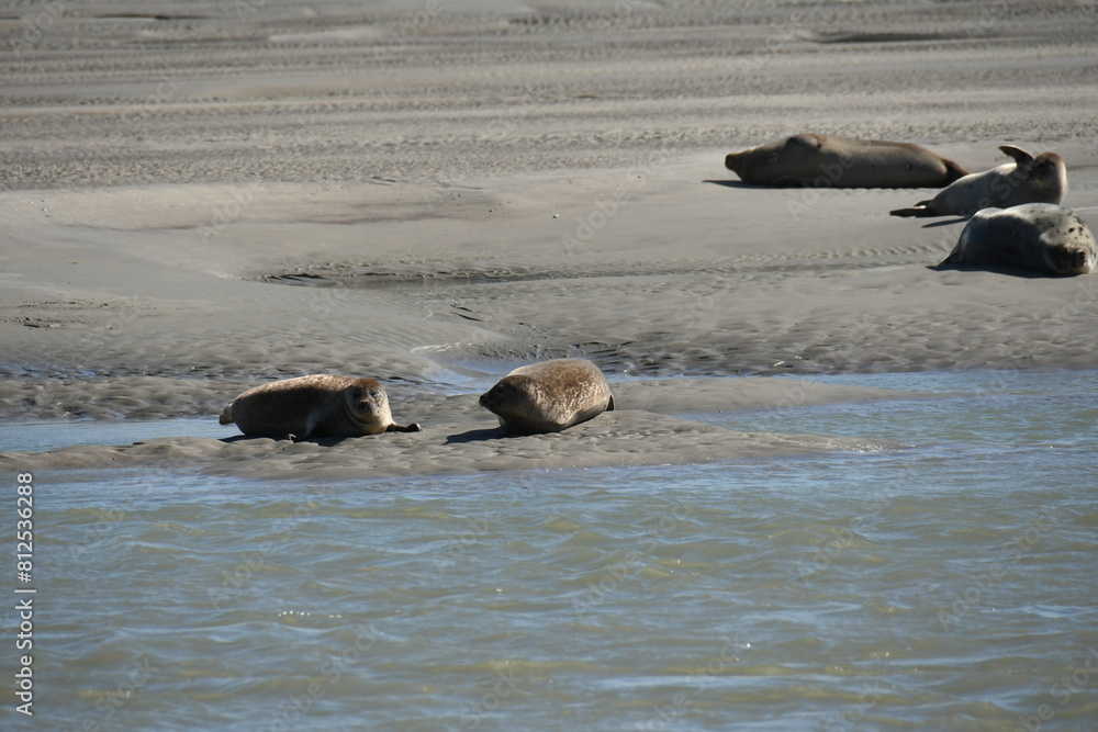 Fototapeta premium phoques à berck