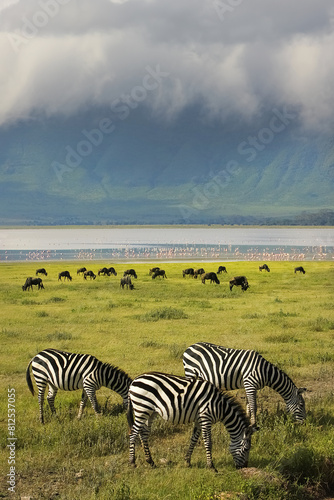 Zebras in the Ngorongoro Crater. Africa. Tanzania.