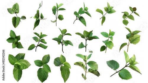 Collection of Fresh Mint Leaves Cut Out in 8K: Realistic