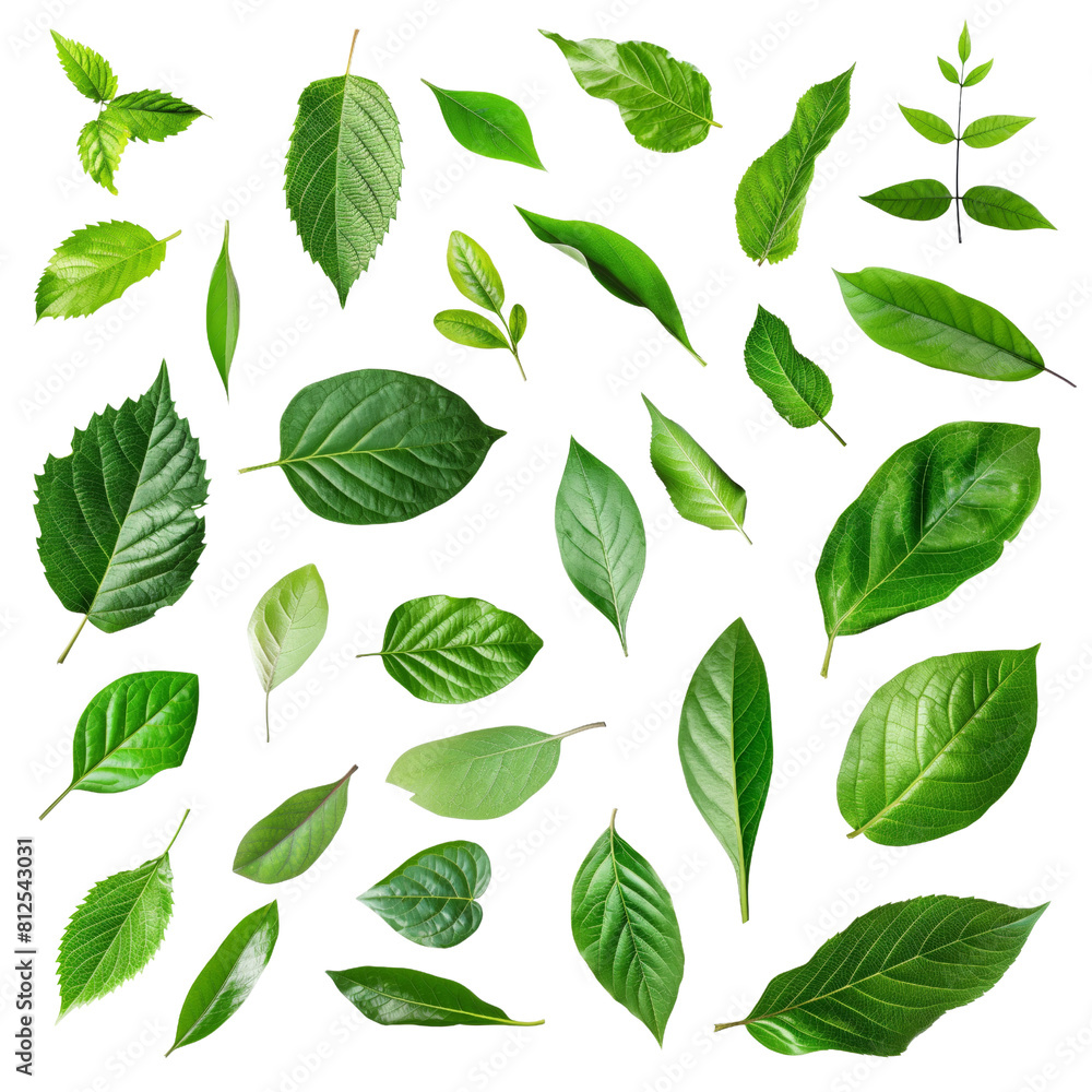 Set of green single leaves isolated on white background. Set of green single leaves isolated on white background.