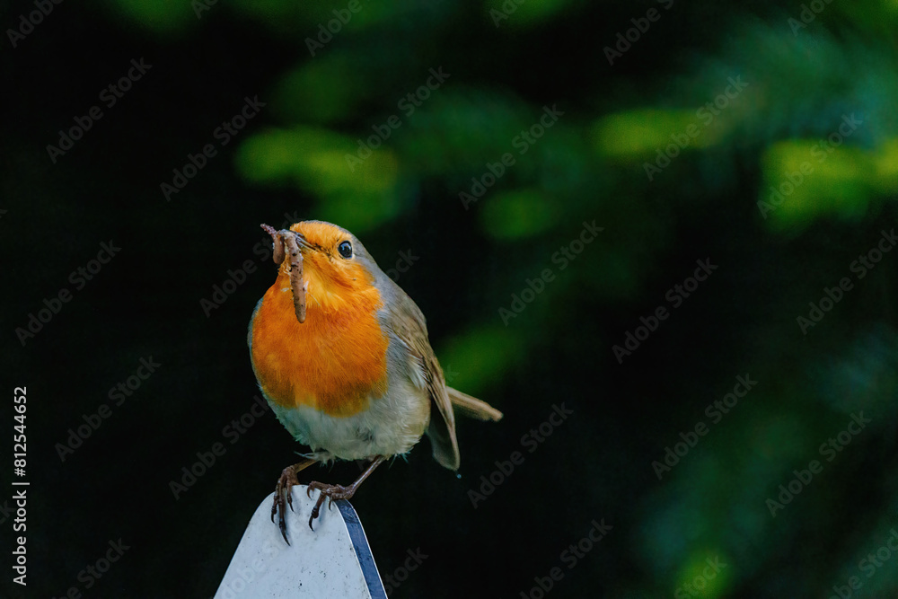 A bird is standing on a white pole and eating a worm A bird is standing on a white pole and eating a worm