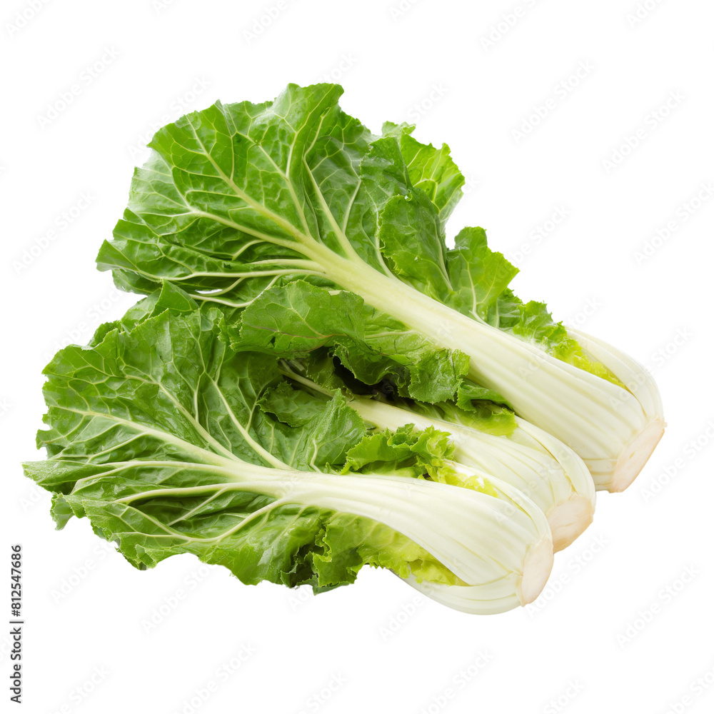 Chinese Cabbage on white background. Chinese Cabbage on white background.