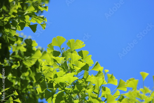 青空に映える新緑のイチョウ © naname21