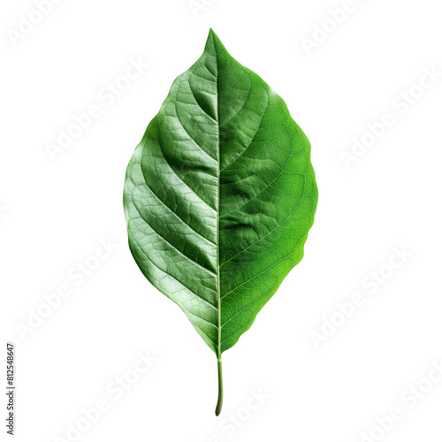 Green single leaves isolated on white background