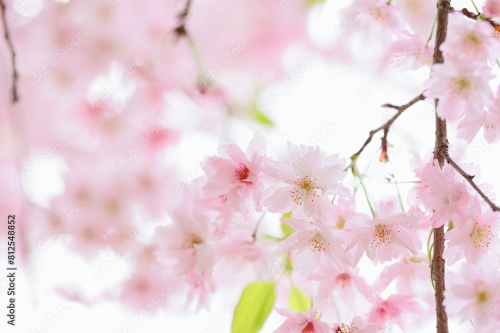 Fototapeta premium 八重咲きの淡いピンクの桜 白背景