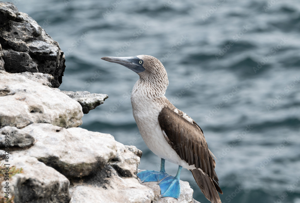 Blue feet, of a booby, stand out against the white boulders on a sharply inclined coastal rock face. Blue feet, of a booby, stand out against the white boulders on a sharply inclined coastal rock face.