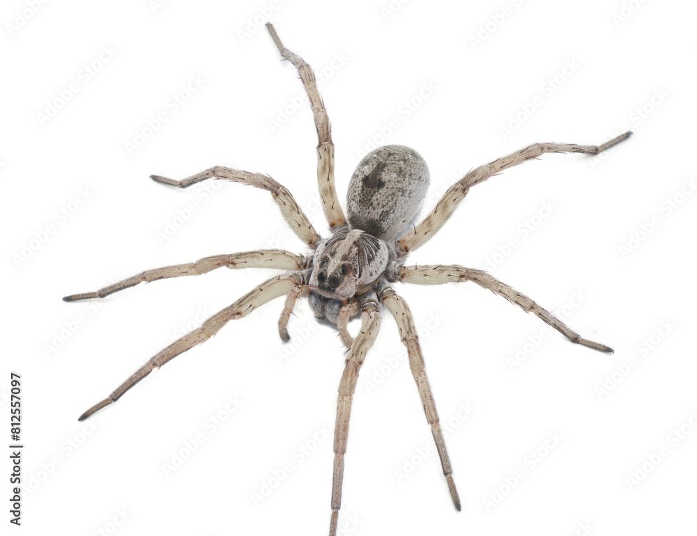 Large female wolf spider - Hogna lenta - facing camera, extreme detail throughout, view of pattern, hairs eyes, abdomen. isolated cutout on white background, top side profile view Large female wolf spider - Hogna lenta - facing camera, extreme detail throughout, view of pattern, hairs eyes, abdomen. isolated cutout on white background, top side profile view