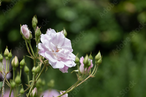 新緑と色鮮やかな薔薇の花