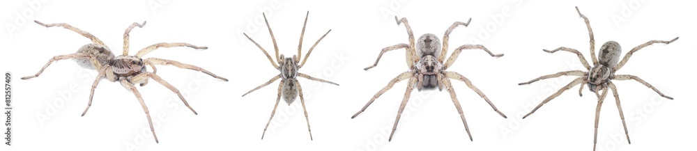 Large female wolf spider - Hogna lenta - facing camera, extreme detail throughout, view of pattern, hairs eyes, abdomen. isolated cutout on white background, four views Large female wolf spider - Hogna lenta - facing camera, extreme detail throughout, view of pattern, hairs eyes, abdomen. isolated cutout on white background, four views