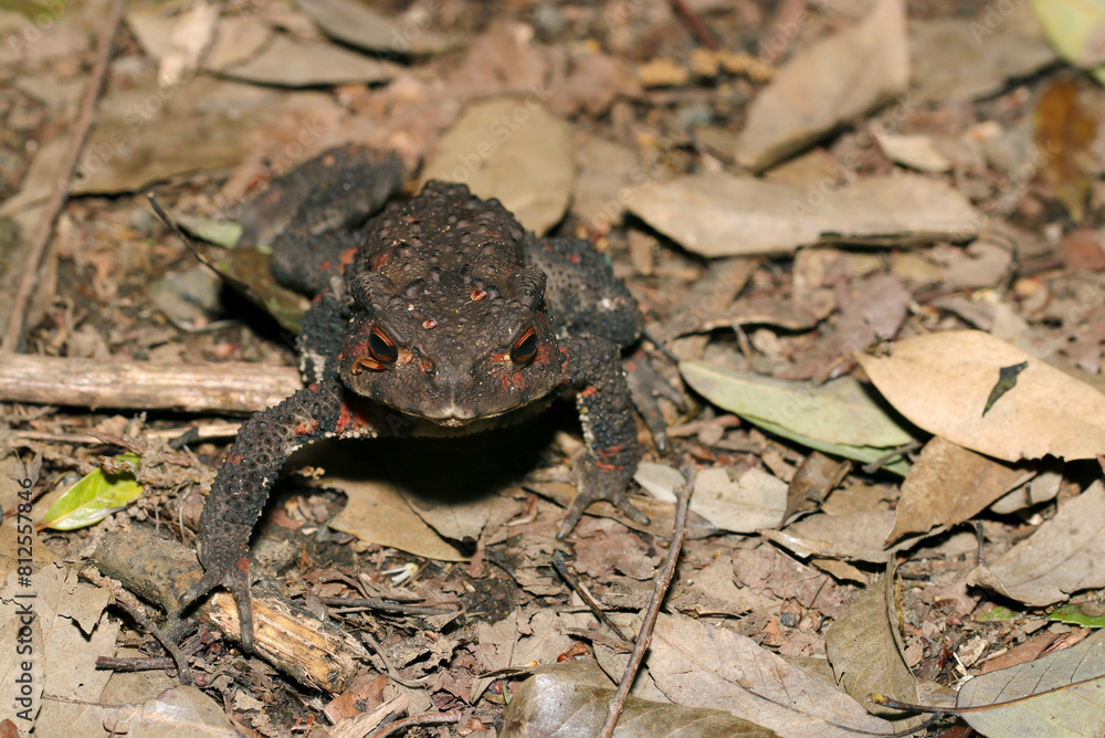 Fototapeta premium 枯葉上を移動するニホンヒキガエル(雌・自然光+ストロボ、マクロ接写撮影)