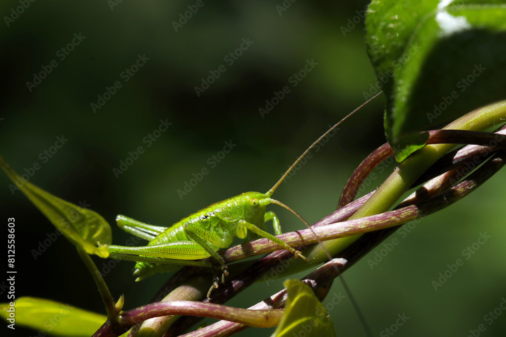 Obraz premium クズの蔦を登る緑色のクズキリの幼虫(自然光+マクロ接写写真)