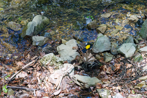                                                                                                                                 2024   5             A lovely little Narcissus Flycatcher   Ficedula narcissina  family Cyanopterygidae  takes flight in the fresh greenery. 