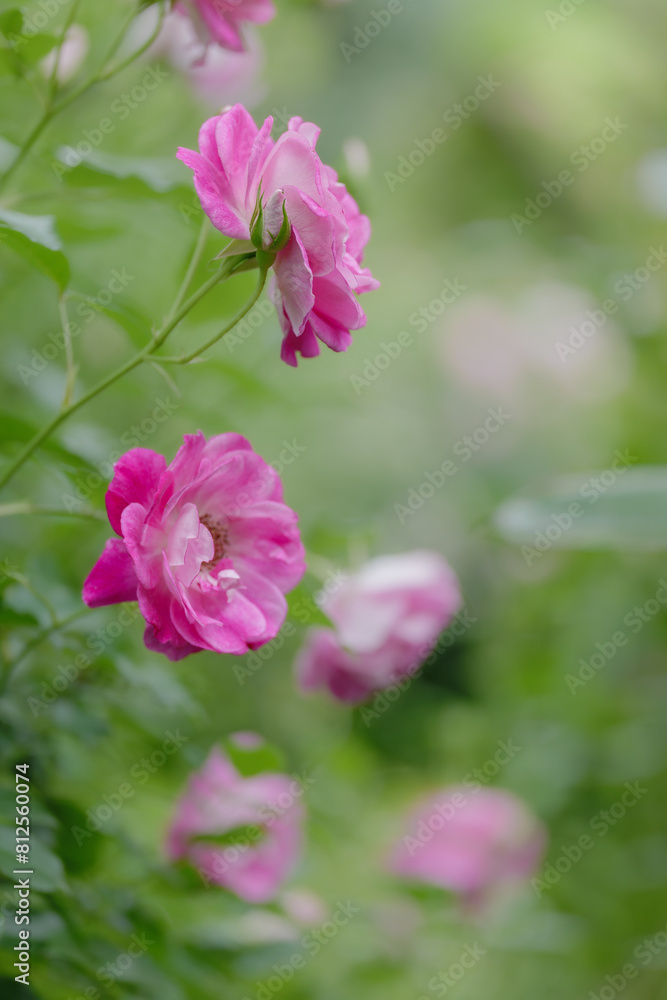 新緑と色鮮やかな薔薇の花 新緑と色鮮やかな薔薇の花