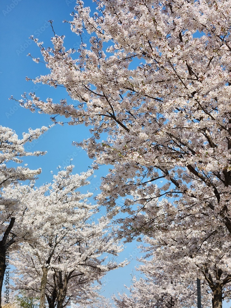 cherry flowers against blue sky. cherry blossoms in asia. spring. South Korea