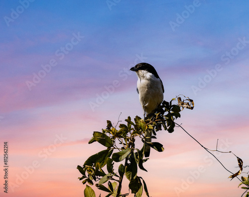 A common fiscal against a pink sunset.  Photographed in South Africa.