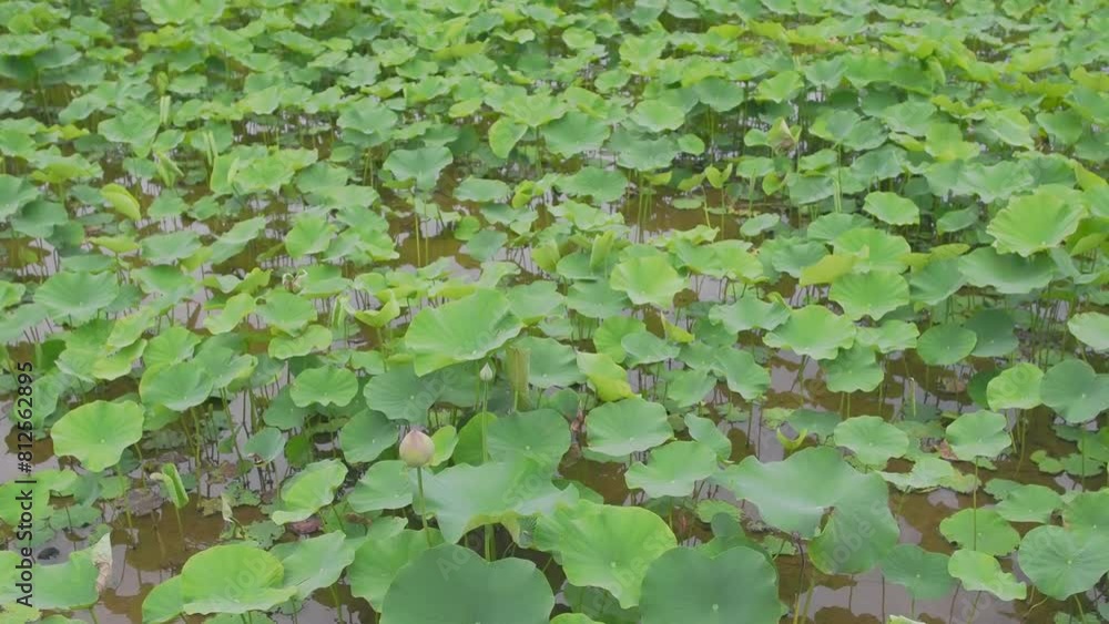 Summer Lotus Pond blooms in Summer Summer Lotus Pond blooms in Summer