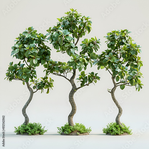 bonsai tree isolated on white,
3D illustration of set Carnegiea gigantea bush photo