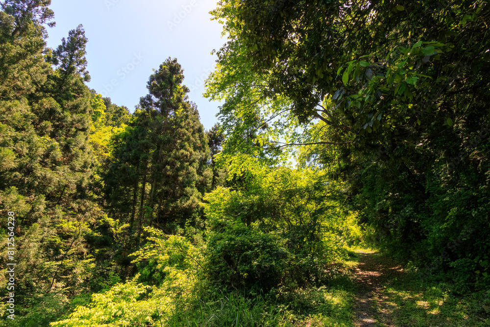 城山川上流部の林道沿いの美しい新緑の林。
日本国東京都八王子市、八王子城跡にて。
2024年5月撮影。
Beautiful fresh green forest along the forest road in the upper reaches of the Shiroyama River.
城山川上流部の林道沿いの美しい新緑の林。
日本国東京都八王子市、八王子城跡にて。
2024年5月撮影。
Beautiful fresh green forest along the forest road in the upper reaches of the Shiroyama River.