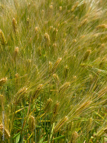 実りを付けた畑の大麦