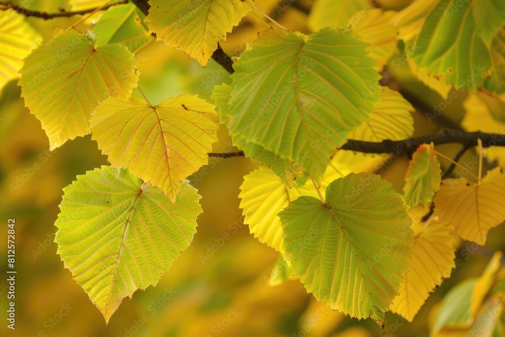 Branch of Tilia Americana, Linden Tree with Green and Yellow Leaves on Background