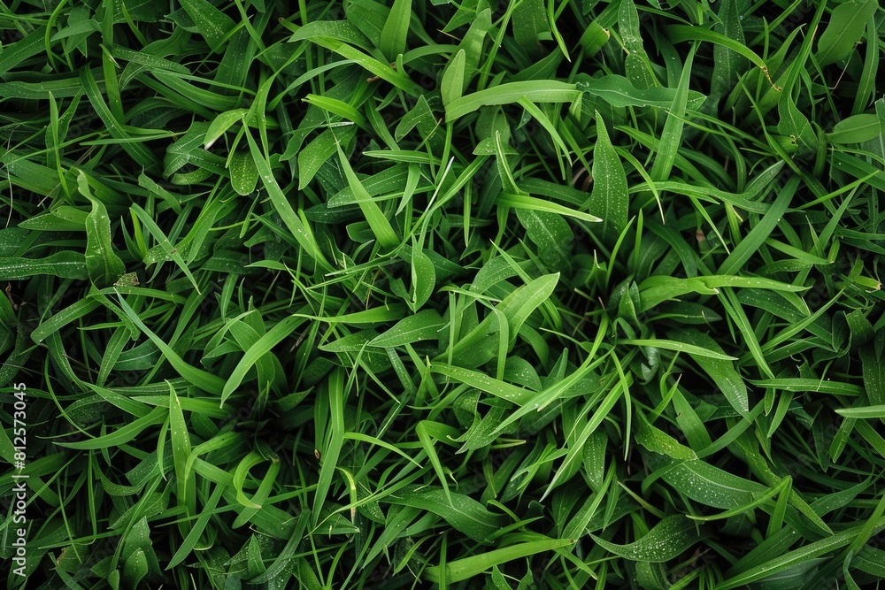 Zoysia Grass in Spring/Summer: Keeping your Lawn Free of Unwanted Weeds in Nature's Fresh Meadow