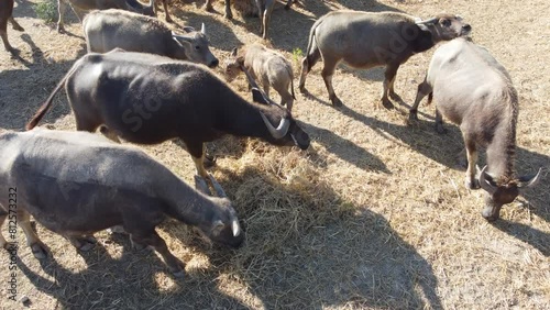 4K Footage focuses on Asian Buffalo With a group of buffalos Horns Looking Away In Wildlife.