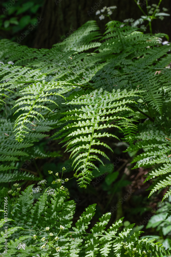 bracken fern (pteridium aquilinum) bracken fern (pteridium aquilinum)