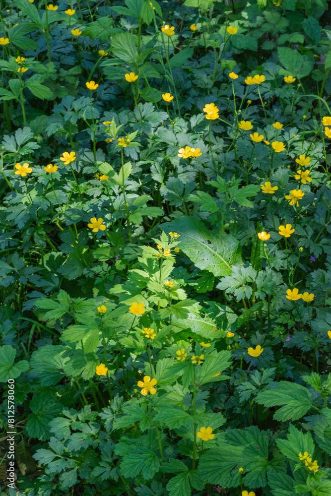 creeping buttercup (ranunculus repen) creeping buttercup (ranunculus repen)