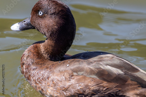 Close-up of a male Hardhead (Aythya australis), also known as white-eyed duck, in the water, at Centennial Park, Sydney, Australia. photo