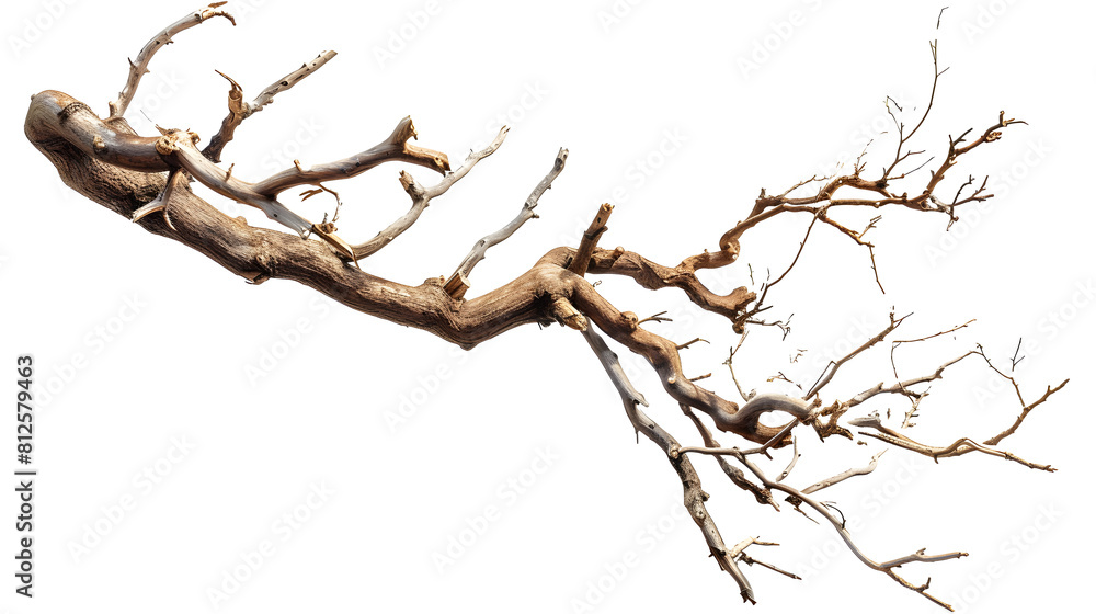 Obraz premium Dry twisted jungle branch isolated 