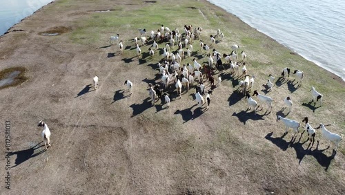 4K Footage on goat. A herd of goats was feeding next to a large puddle of water. Shot from a high angle, focusing on a goat that is startled by the sound of a drone from above.