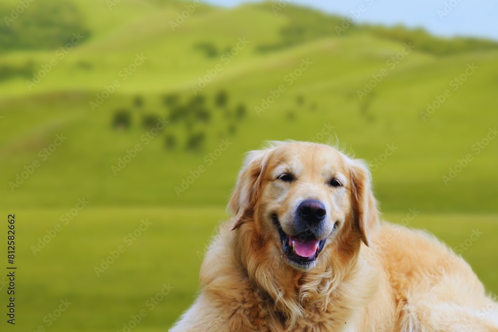 Golden Retriever,Dog,National Golden Retriever Day.The Golden Retriever is one of the most popular dog breeds in the US,The calm temperament and playfulness make them ideal friends for any dog lover. Golden Retriever,Dog,National Golden Retriever Day.The Golden Retriever is one of the most popular dog breeds in the US,The calm temperament and playfulness make them ideal friends for any dog lover.