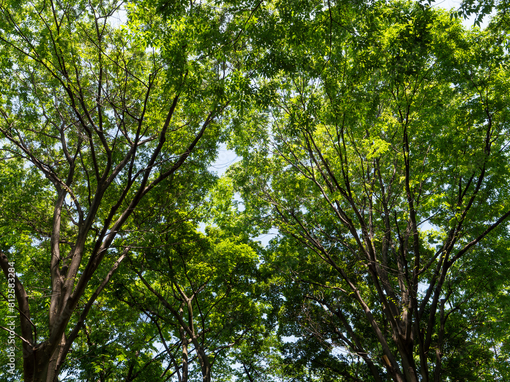 Obraz premium 空を覆う鮮やかな新緑の樹木