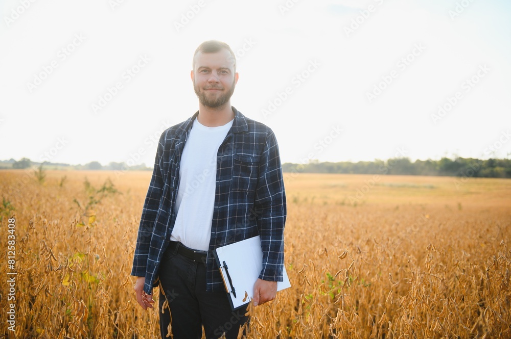 armer inspects soybeans before harvesting. The concept of agricultural industry armer inspects soybeans before harvesting. The concept of agricultural industry