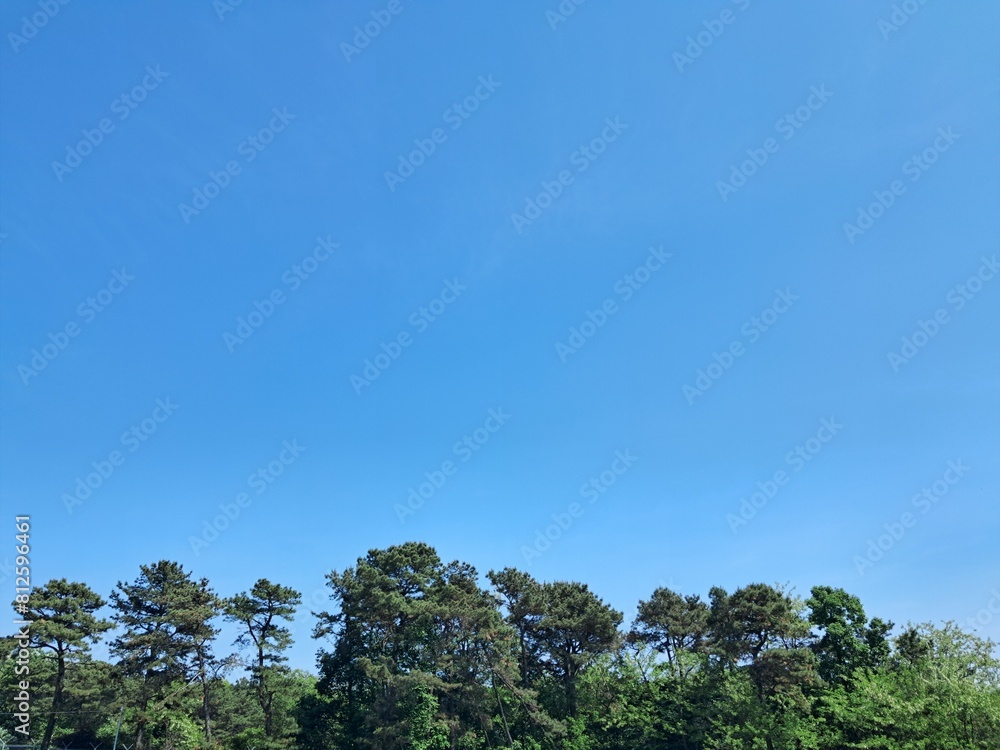 trees and blue sky, A photo of an early summer blue sky in harmony with green trees 