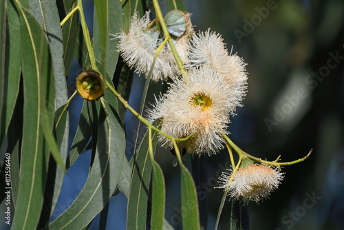 Eucalyptus flowers in closeup