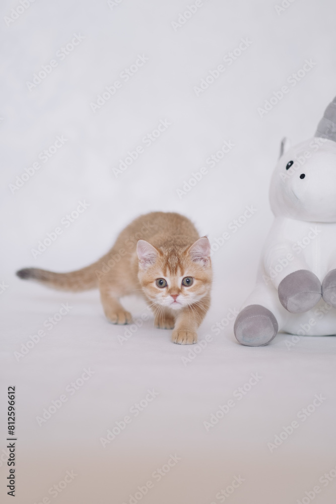 A kitten on a white background plays with a plush unicorn toy A kitten on a white background plays with a plush unicorn toy