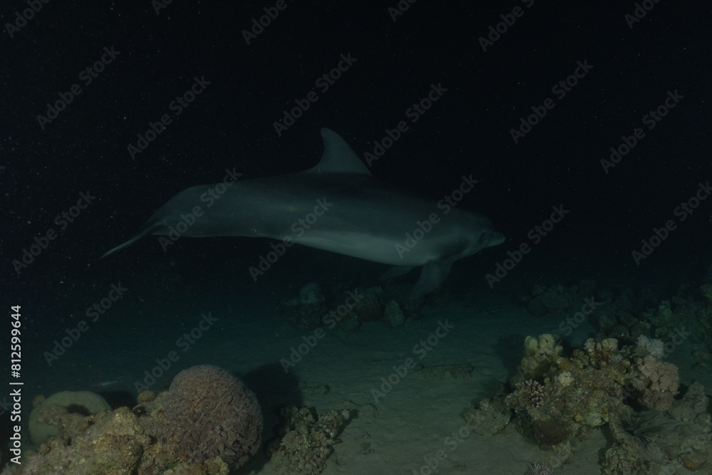 Obraz premium Dolphin swimming in the Red Sea, Eilat Israel