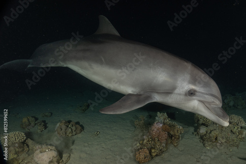 Dolphin swimming in the Red Sea  Eilat Israel 