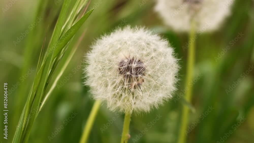 White dandelions sway gracefully amidst lush greenery, dancing with the wind's gentle caress. Birdsong fills the air, though the feathered singers remain unseen in this tranquil scene. White dandelions sway gracefully amidst lush greenery, dancing with the wind's gentle caress. Birdsong fills the air, though the feathered singers remain unseen in this tranquil scene.