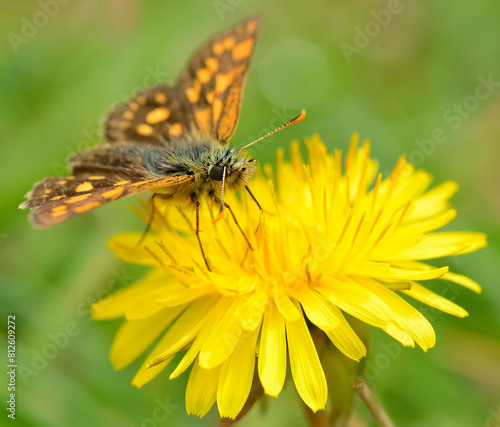 Motyl na kwiatku.  © Hanna