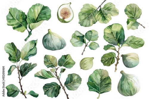 A collection of watercolor illustrations of figs and leaves. Perfect for food and nature-themed designs